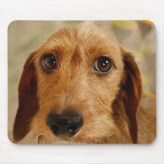 Niedliche Dackel (Brown-Draht behaart) in den Mousepad (Vorne)