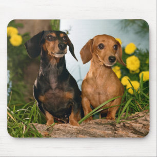 Niedliche Dackel Hund Liebhaber Doxin Welpe Dackel Mousepad
