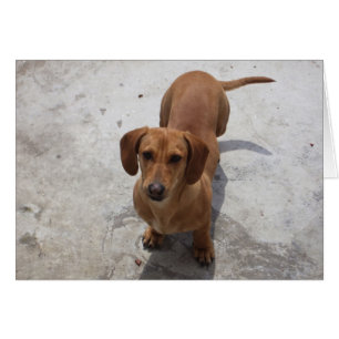 Niedliche Dackel-Sammlung