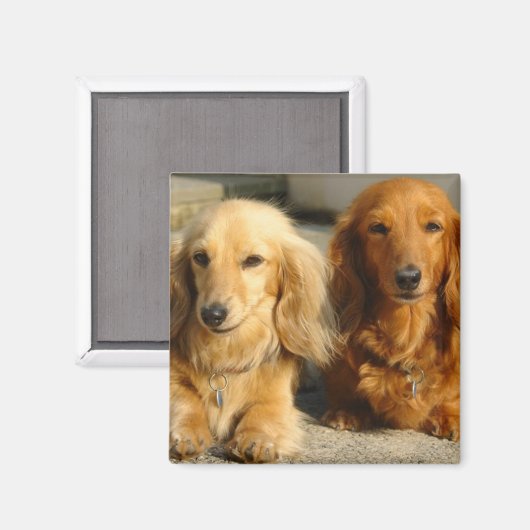 Niedliche Dackeln Magnet (Vorderseite/Rückseite)