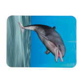 Niedliche Delphin Magnet (Horizontal)