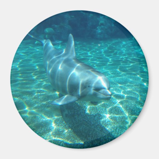Niedliche Delphin Magnet (Vorne)