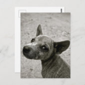 NIEDLICHE DOG-FOTOGRAFISCHE POSTCARDS POSTKARTE (Vorne/Hinten)