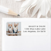 Niedliche Dog Pet Foto-Adresse (Insitu)