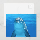 Niedliche Dolphin Postkarte (Vorne/Hinten)