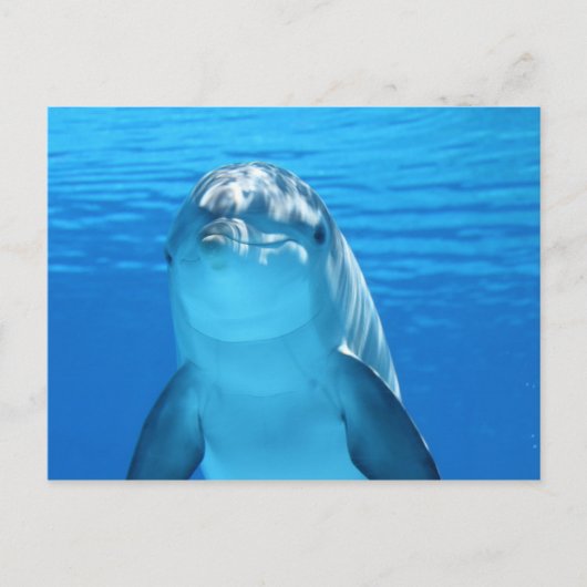 Niedliche Dolphin Postkarte (Vorderseite)