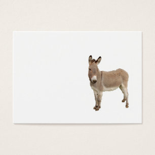 Niedliche Donkey Burro Fotografie