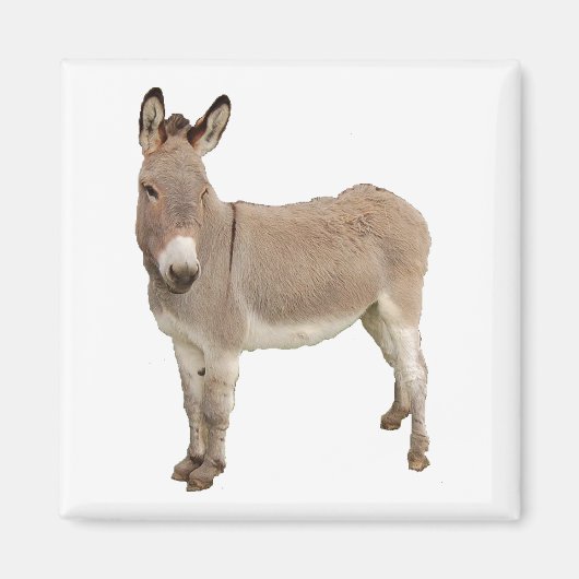 Niedliche Donkey Burro Fotografie Magnet (Vorne)