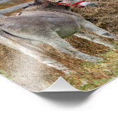 Niedliche Donkeys Fotodruck (Ecke)
