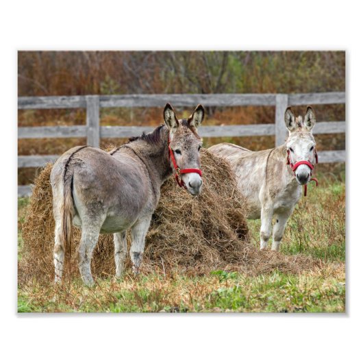 Niedliche Donkeys Fotodruck (Vorne)