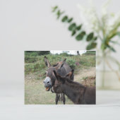 Niedliche Donkeys gähnen Postkarte (Stehend Vorderseite)