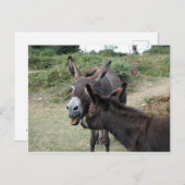 Niedliche Donkeys gähnen Postkarte (Vorne/Hinten)