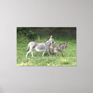Niedliche Donkeys Leinwanddruck
