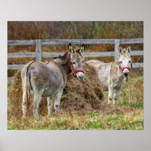 Niedliche Donkeys Poster