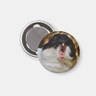 Niedliche Dreifarben-Guinea Schweinegitter Magnet