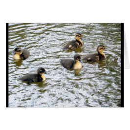 Niedliche Ducklings Schwimmen