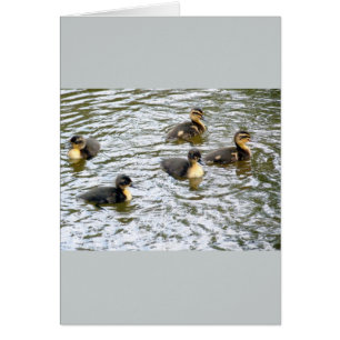 Niedliche Ducklings Schwimmen