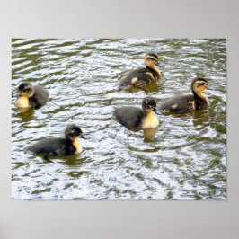 Niedliche Ducklings Schwimmen Poster