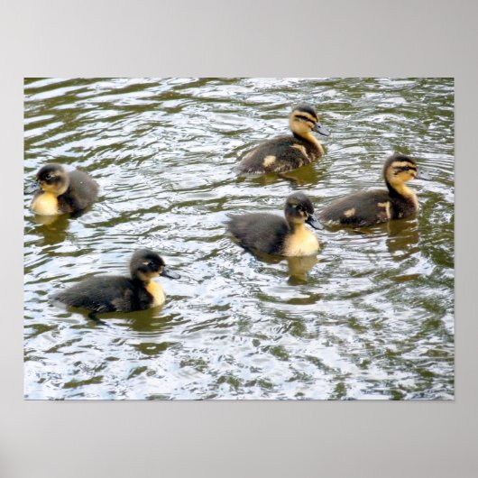 Niedliche Ducklings Schwimmen Poster (Vorne)