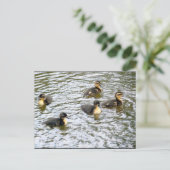 Niedliche Ducklings Schwimmen Postkarte (Stehend Vorderseite)