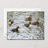 Niedliche Ducklings Schwimmen Postkarte (Vorne/Hinten)