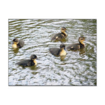 Niedliche Ducklings Schwimmen