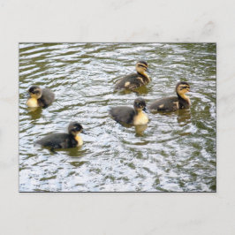 Niedliche Ducklings Schwimmen Postkarte