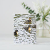 Niedliche Ducklings Schwimmen Postkarte (Stehend Vorderseite)