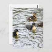 Niedliche Ducklings Schwimmen Postkarte (Vorne/Hinten)