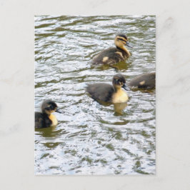 Niedliche Ducklings Schwimmen Postkarte