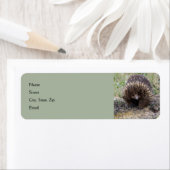 Niedliche Echidna aus Australien (Insitu)