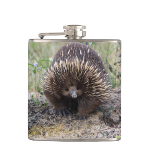 Niedliche Echidna aus Australien Flachmann