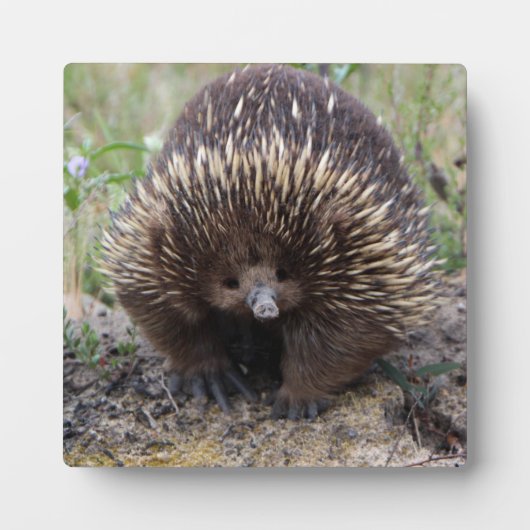 Niedliche Echidna aus Australien Fotoplatte (Vorderseite)