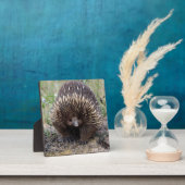 Niedliche Echidna aus Australien Fotoplatte (InSitu)