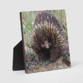 Niedliche Echidna aus Australien Fotoplatte (Vorderseite)