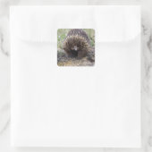 Niedliche Echidna aus Australien Quadratischer Aufkleber (Tasche)