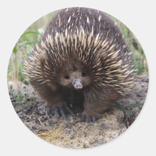 Niedliche Echidna aus Australien Runder Aufkleber (Vorderseite)