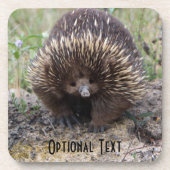 Niedliche Echidna aus Australien Untersetzer (Vorderseite)