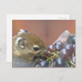 Niedliche Eichhörnchen-DIKTE Postkarte (Vorne/Hinten)