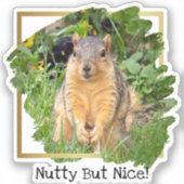 Niedliche Eichhörnchennahrung aber schön Aufkleber (Vorderseite)