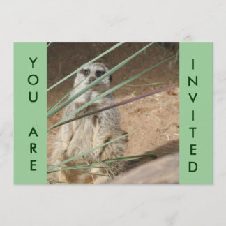 Niedliche Einladung von Meerkat