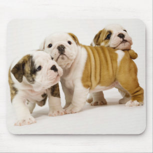 Niedliche englische Bulldogs Welpenhunde spielen M Mousepad