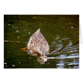 Niedliche Ente Fütternd