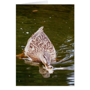 Niedliche Ente Fütternd