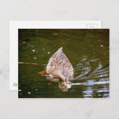 Niedliche Ente Fütternd Postkarte (Vorne/Hinten)