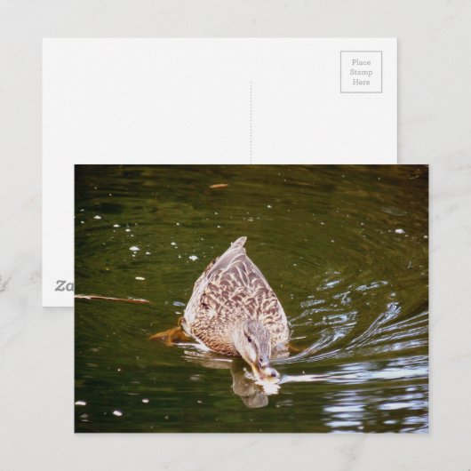 Niedliche Ente Fütternd Postkarte (Vorne/Hinten)