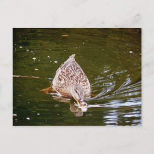 Niedliche Ente Fütternd Postkarte
