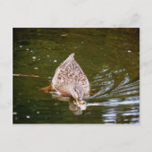 Niedliche Ente Fütternd Postkarte (Vorderseite)