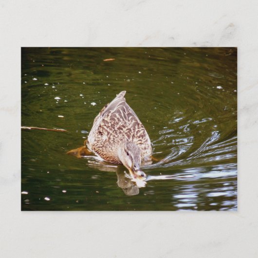 Niedliche Ente Fütternd Postkarte (Vorderseite)