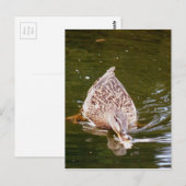 Niedliche Ente Fütternd Postkarte (Vorne/Hinten)